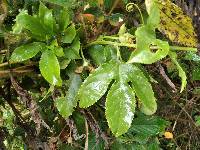 Passiflora edulis image