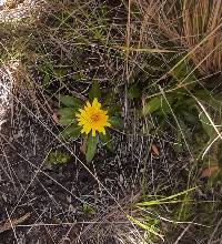 Dorobaea pimpinellifolia image