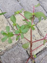 Portulaca oleracea image