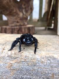 Xylocopa frontalis image