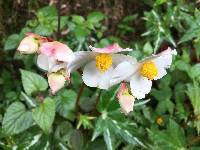 Begonia acerifolia image