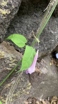 Ipomoea regnellii image