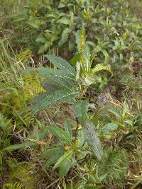 Baccharis latifolia image