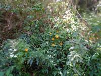 Thunbergia alata image