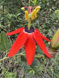 Passiflora manicata image