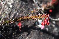 Vaccinium crenatum image