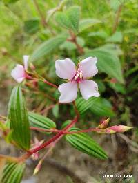 Monochaetum lineatum image