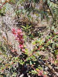 Vaccinium floribundum image