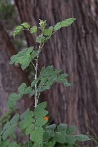 Rubus niveus image