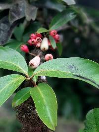 Syzygium malaccense image