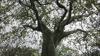 Ceiba trischistandra image