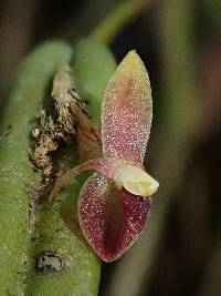 Pleurothallis portillae image