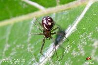 Steatoda grossa image