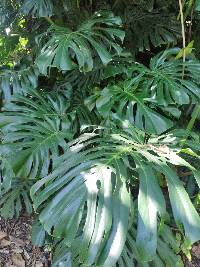 Monstera deliciosa image