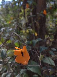 Thunbergia alata image