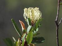 Oreocallis grandiflora image