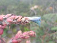 Puya parviflora image