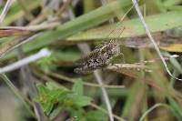 Baeacris punctulata image