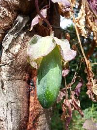 Cobaea scandens image