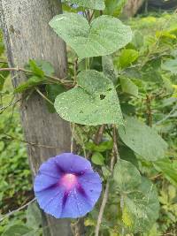 Ipomoea purpurea image