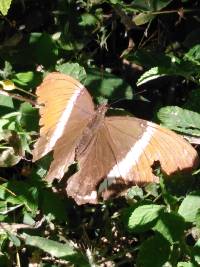 Siproeta epaphus image