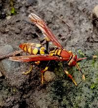 Polistes versicolor image