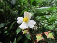 Begonia acerifolia image