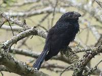 Crotophaga sulcirostris image