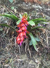 Tillandsia ionochroma image