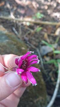 Barnadesia arborea image