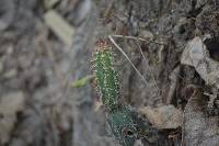 Praecereus euchlorus image