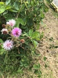 Mimosa albida image