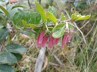 Macleania salapa image