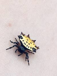 Gasteracantha cancriformis image