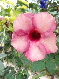 Allamanda blanchetii image