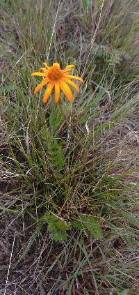 Dorobaea pimpinellifolia image