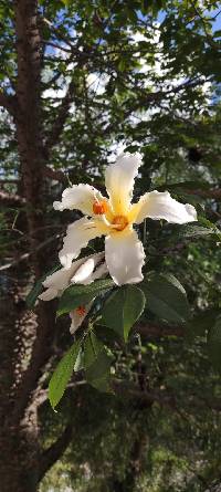 Ceiba insignis image