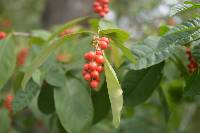 Citharexylum quitense image