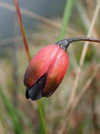 Bomarea brachysepala image