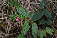 Begonia urticae image