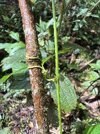 Passiflora roseorum image