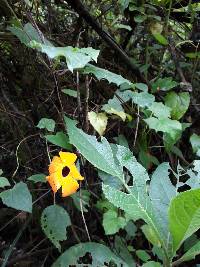 Thunbergia alata image