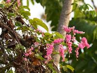 Antigonon leptopus image