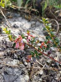 Vaccinium floribundum image