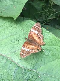 Anartia amathea image