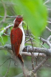 Veniliornis callonotus image