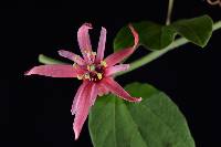 Passiflora sanguinolenta image