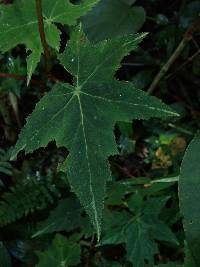 Begonia acerifolia image