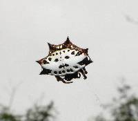 Gasteracantha cancriformis image