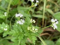 Valeriana chaerophylloides image